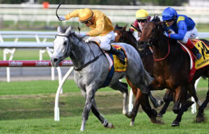 grey horses perform best in the wet myth Bois D'Argent Boomer Bloodstock